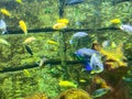 Sea Ã¢â¬â¹Ã¢â¬â¹bottom. corals, stones, driftwood in the water. small, colorful, bright fish with transparent fins and tails swim under Royalty Free Stock Photo